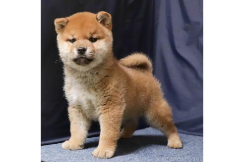 成約済の愛知県の柴犬-363751の4枚目